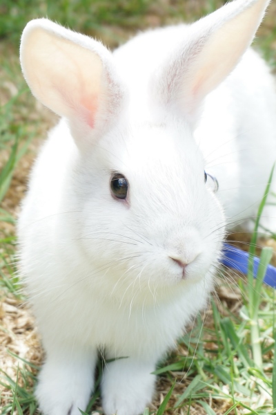 Why Rabbits Are Not Suitable Pets For Very Young Children