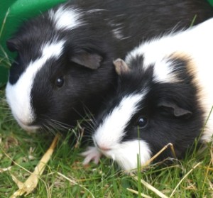 guinea pigs as pets