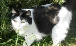 Letting Cats Outside To Roam Is Dangerous - Learn How To Keep Your Cat Safe When Outdoors