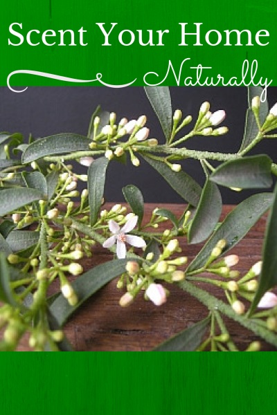 Scent Your Home Naturally and Safely