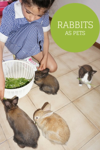 Are Your Kids Old Enough To Have A Pet Rabbit?