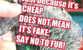 s It Real Fur Or Is If Fake Fur