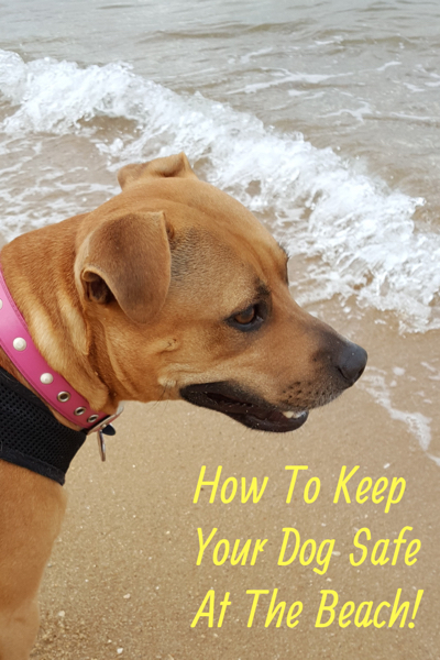 Important Dog Safety Tips At The Beach